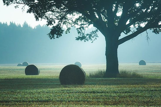 Swedish autumn landscape